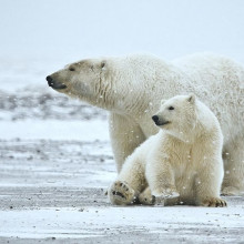 A polar bear