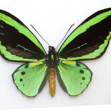 Common green birdwing butterfly