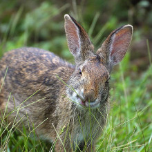 A rabbit