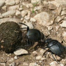 Dung Beetle - Scarabaeus laticollis