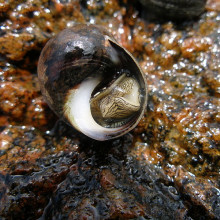 Common periwinkle, Littorina littorea