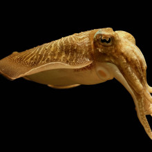 Cuttlefish at Nausicaä Centre National de la Mer, Boulogne-sur-Mer, France