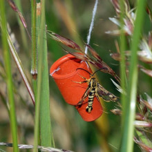 Pheromone trap in action Sesiidae, Chamaesphecia empiformis (det. Andreas Lange) on pheromone trap