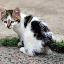 Six week old Kitten