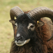 Adult Male Soay Sheep Adult Male Soay Sheep