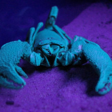 This scorpion is black when viewed under normal lighting. Here it is seen illuminated by an ultra violet light.