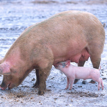 Sow with piglet