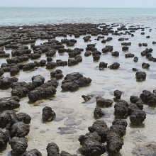 Modern stromatolites in Hamelin Pool Nature Reserve, Shark Bay, Western Australia