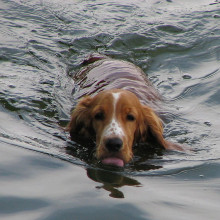 Swimming dog