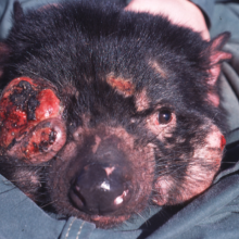 Devil Facial Tumour Devil Facial Tumour