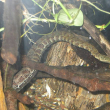 Tentacled Snake Tentacled Snake