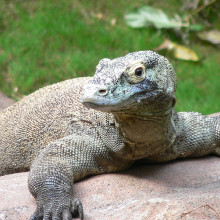 Varanus komodoensis - Komodo Dragon