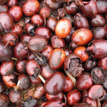 Seed of Vitellaria paradoxa, the Shea tree