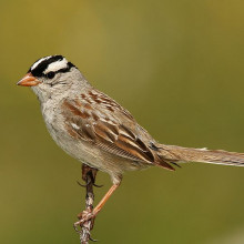 A white-crowned sparrow