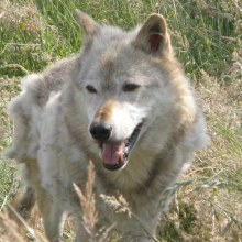 Kodiak, a 13-year-old captive North American wolf at the UK Wolf Conservation Trust in Berkshire, England.