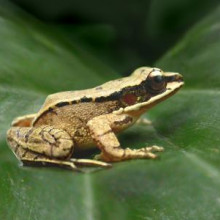The concave-eared torrent frog O. tormota lives in a noisy environment on the brushy edge of streams in the Huangshan Hot Springs, in central China, where waterfalls and rushing water provide a constant din.
