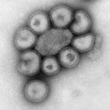 A small group of influenza viruses or virons