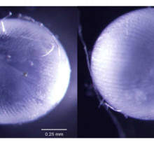 Newts can undergo as many as 19 lens regeneration events