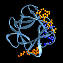 FGF fibroblast growth factor