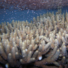 How can more than 100 different species of coral spawn at the same time?