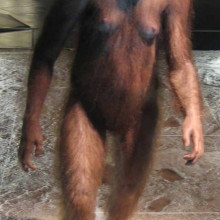 Reconstruction of an Australopithecus afarensis