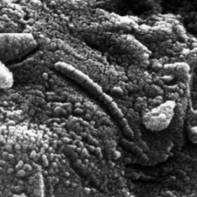 Structures resembling bacteria on Martian ALH84001 meteorite