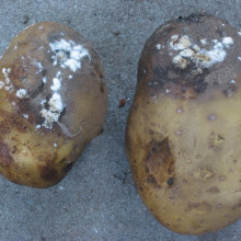 Potato with Blight