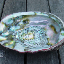 The inside of a Californian red abalone shell, Haliotis rufescens