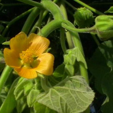 Abutilon theophrasti