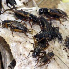 African Field cricket Gryllus bimaculatus