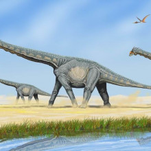 The sauropod Alamosaurus