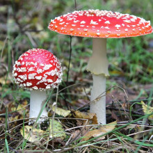 Amanita muscaria mushroom