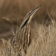 American Bittern (Botaurus lentiginosus) attempting to hide. A relative of the Bittern now returning to British Wetlands.