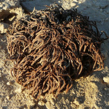 Resurrection plant_Anastatica hierochuntica