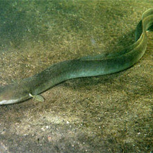 European eel (Anguilla anguilla) by Ron Offermans