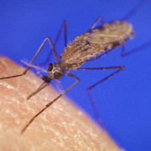 The Anopheles gambiae mosquito, a key vector in the transmission of malaria to humans.