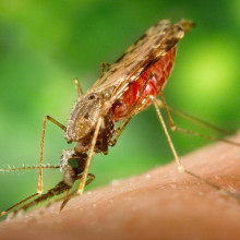 A female Anopheles albimanus mosquito feeding on a human host and becoming engorged with blood.