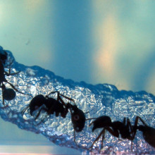 Ants Tunneling Through NASA Gel Ants Tunneling Through NASA Gel