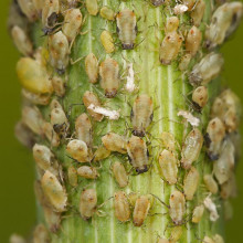 Aphids feeding on a fennel plant. Taken in Swifts Creek, Victoria