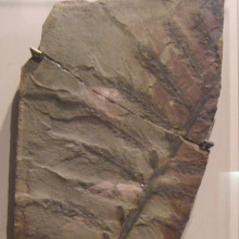 Archaeopteris hibernica fossil specimen in the National Museum of Natural History, Smithsonian Institution, Washington, DC, USA.