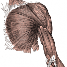 Arm muscles - front, superficial