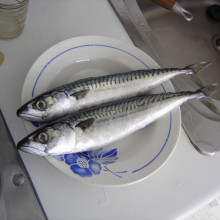 Atlantic mackerel (Scomber scombrus)