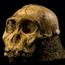 The cranium of Malapa hominid 1 (MH1) from South Africa, named \Karabo\. The combined fossil remains of this juvenile male is designated as the holotype for Australopithecus sediba.