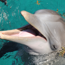 A picture of an Australian Snubfin Dolphin (Orcaella heinsohni) taken by Isabel Beasley in 2005.