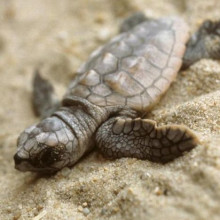 Baby loggerhead turtle