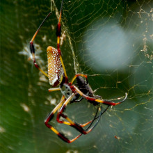 Golden silk orb-weaver