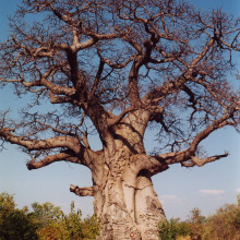 Baobab Tree