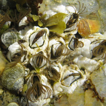 Barnacles (Semibalanus balanoides)