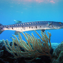 Barracuda