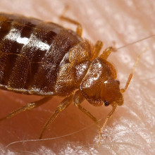 A bed bug nymph (Cimex lectularius) as it was in the process of ingesting a blood meal from the arm of a “voluntary” human host